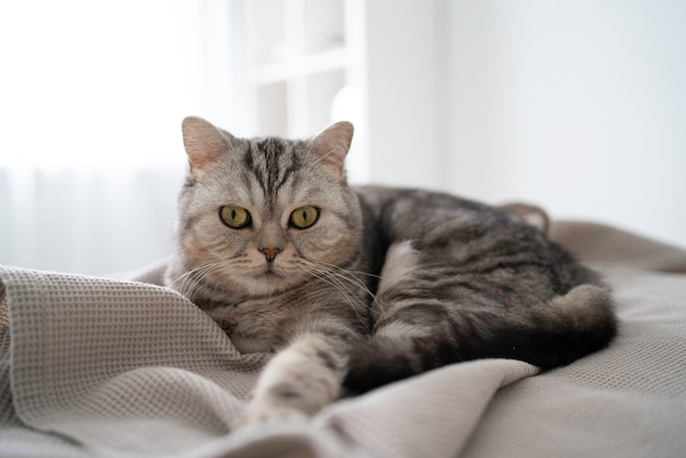 Cute green eyed grey scottish cat lying on grey cloth at home