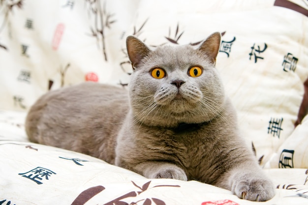 Foto gatto britannico grigio sveglio con gli occhi arancioni rilassante