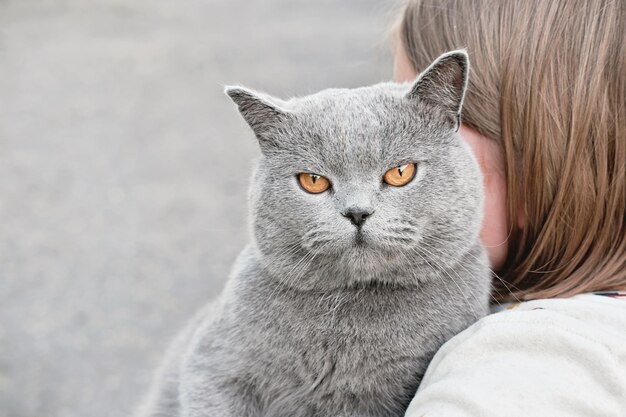 Cute grey british shorthair cat looking at camera and sittting\
on girl39s hands little girl embracing or cuddling her pet cat\
unrecognizable person animal friends concept