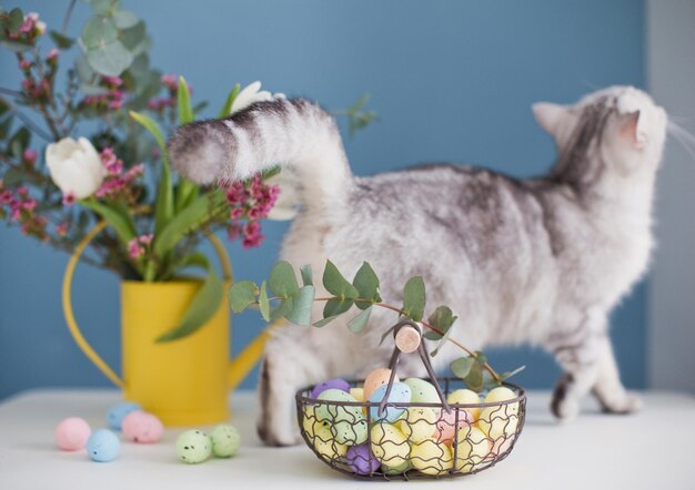 Cute grey cat and colorful Easter eggs in metal basket beautiful flowers in yellow watering can