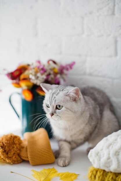 Cute grey cat in orange knit hat sitting near sweaters autumn flowers and leaves