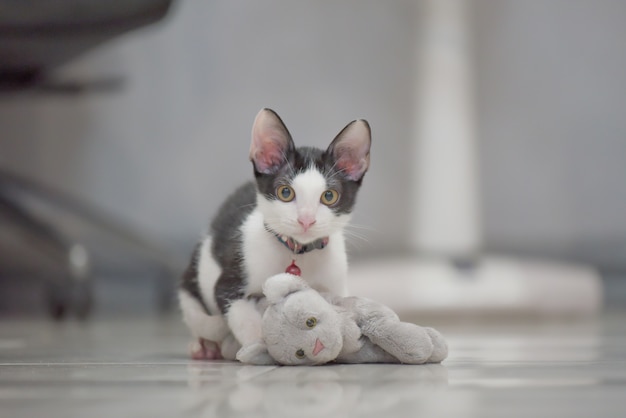 cute grey cat play with kitten doll lay on floor