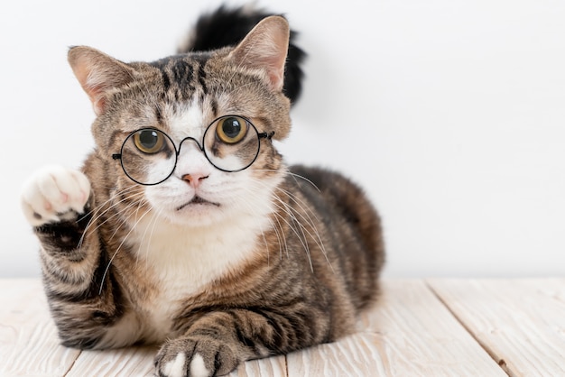 cute grey cat with glasses