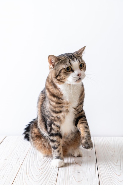 cute and grey cat