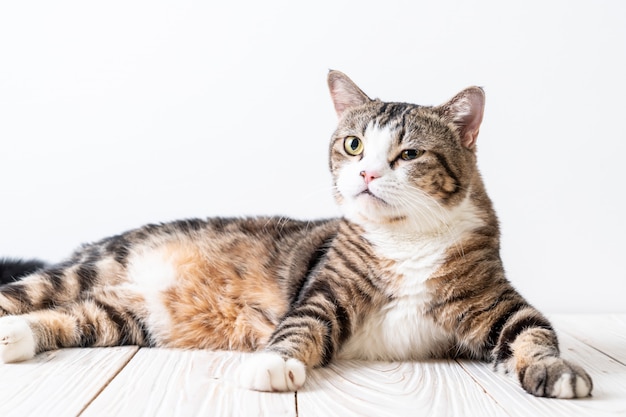 cute and grey cat