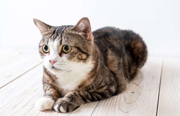 cute and grey cat