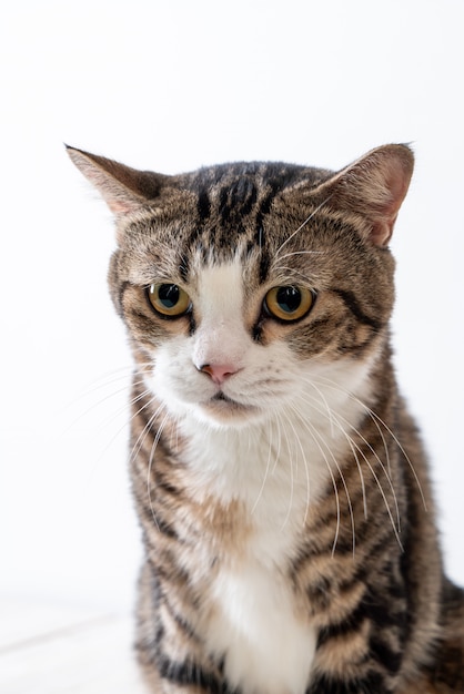 cute and grey cat