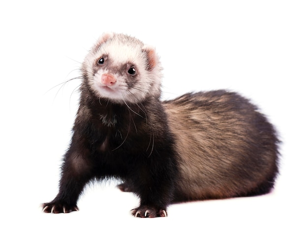 Cute grey ferret in full growth lies isolated