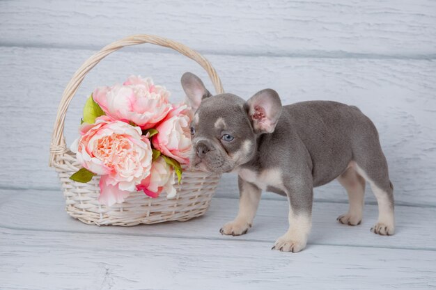 Photo cute grey french bulldog puppy with spring flowers on a light white background