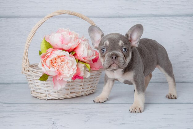 写真 浅い白い背景に春の花をかせて可愛い灰色のフランス語ブルドッグの子犬