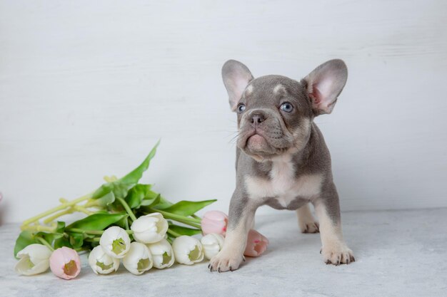 写真 浅い白い背景に春の花をかせて可愛い灰色のフランス語ブルドッグの子犬