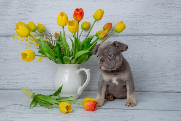 写真 浅い白い背景に春の花をかせて可愛い灰色のフランス語ブルドッグの子犬