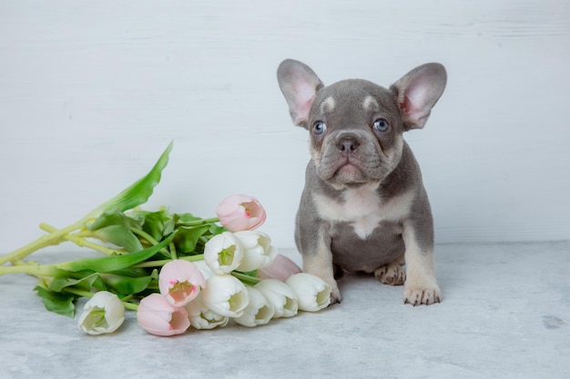 写真 浅い白い背景に春の花をかせて可愛い灰色のフランス語ブルドッグの子犬