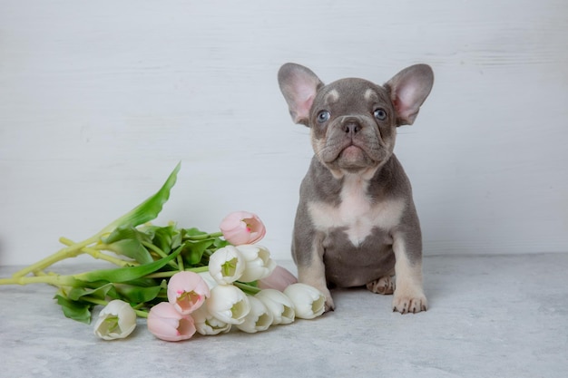 写真 浅い白い背景に春の花をかせて可愛い灰色のフランス語ブルドッグの子犬
