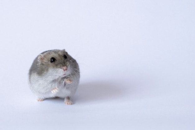 背景のかわいい灰色のハムスターは食べるのを待つ