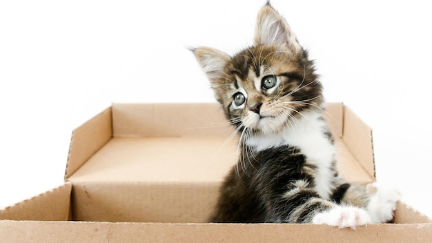 白い背景に孤立したカートボードの箱の中の可愛い灰色の子猫奇妙なストライプの猫が隠れています