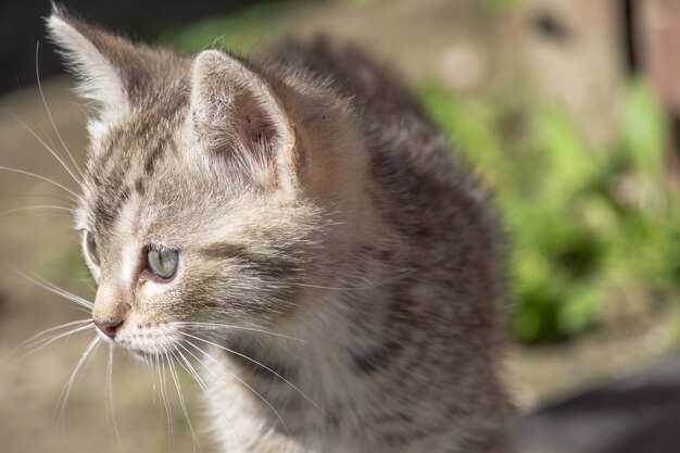 かわいいグレーの子猫