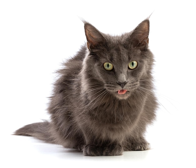 Cute grey maine coon cat