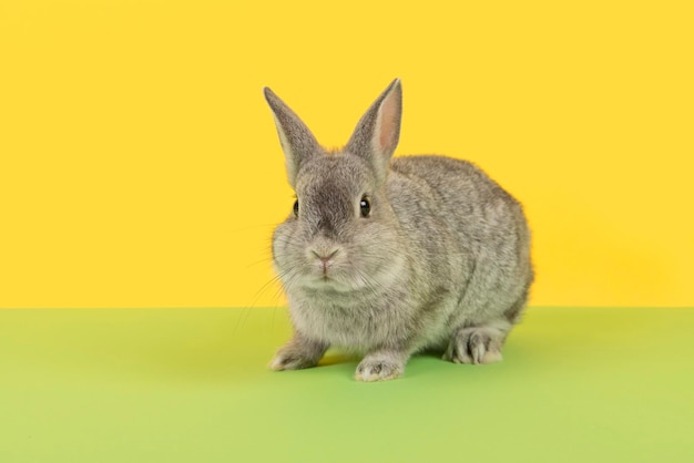 Cute grey rabbit seen from the front on a green and a yellow background