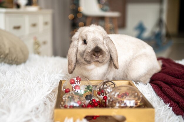 Cute grey rabbit with long ears sitting on a bed in a Christmas decor