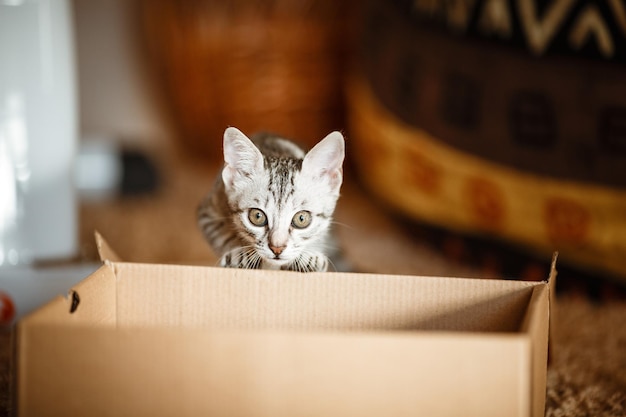 Cute grey small cat in cardboard box Portrait of a funny kitty looking out of the box time for play and entertainment