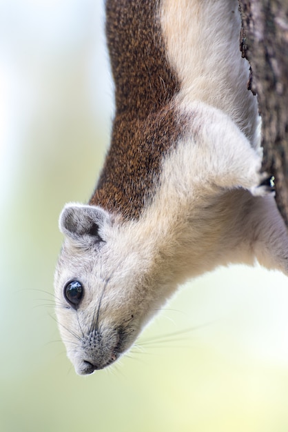 写真 公園でかわいい灰色のリス