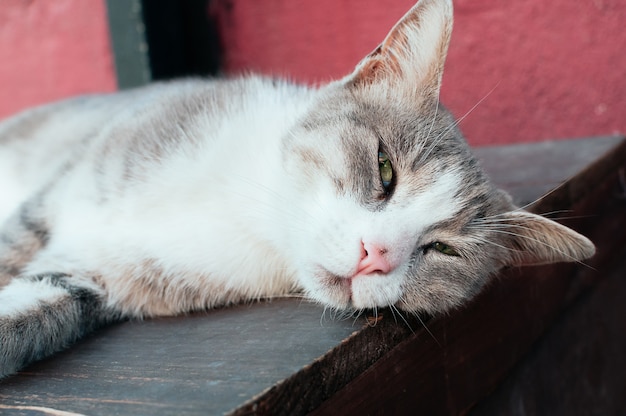 Cute grey street cat