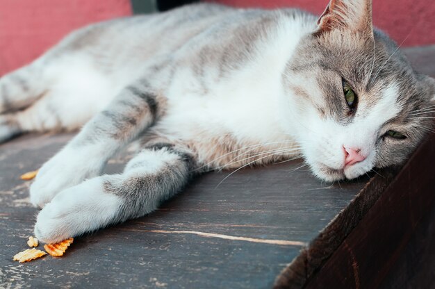 Simpatico gatto di strada grigio