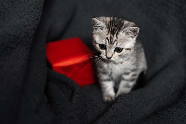 Cute grey striped Scottish straight kitten on grey background