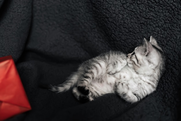 회색 소파에 귀여운 회색 줄무늬 스코틀랜드 똑 바른 고양이