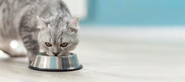 Photo cute grey tabby british cat drinking from metal bowl in veterinary clinic vaccination checkup health