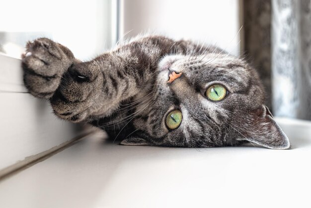 Photo cute grey tabby cat lies on a window sill, stretches its paws, looks at the camera