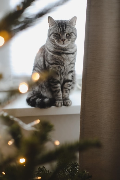 Cute grey Tabby Scottish Straight Shorthair cat with Christmas tree