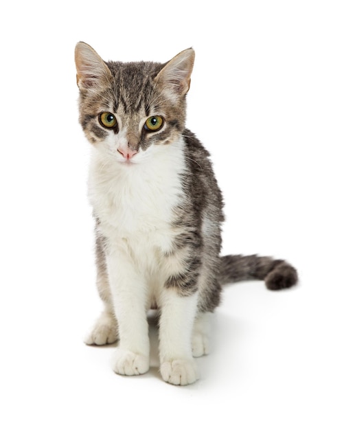 Cute Grey and White Tabby Kitten Sitting Over White