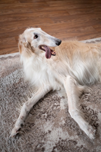 Foto simpatico cane levriero che si rilassa al chiuso