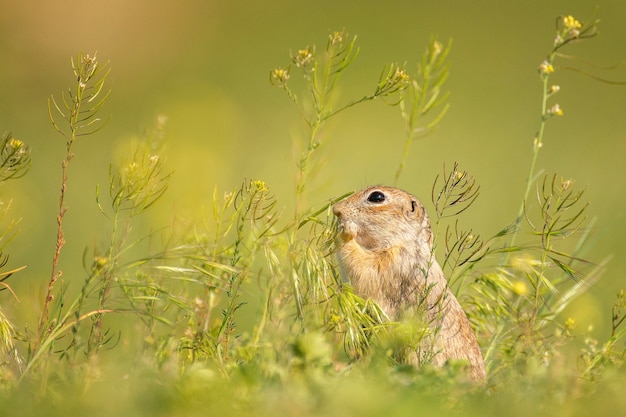 Cute Ground squirrel Spermophilus pygmaeus eats the grass