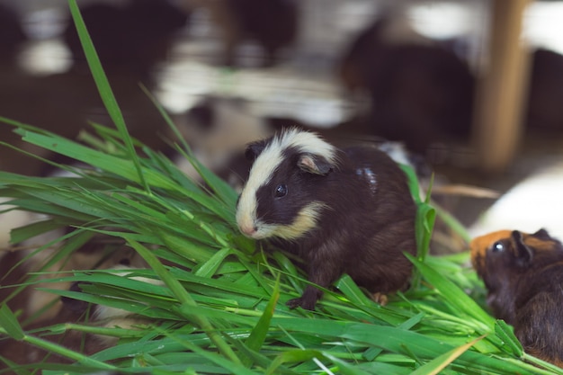 Cute Guinea pig black and white, eating grass.