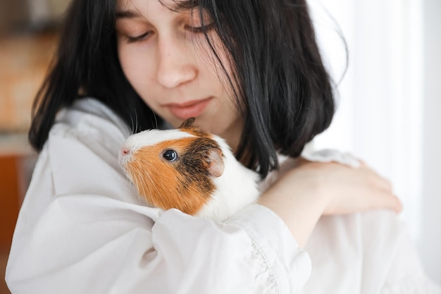 Cute guinea pig in the girl's arms, child and animal concept