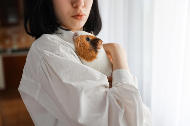 Cute guinea pig in the girl's arms, child and animal concept