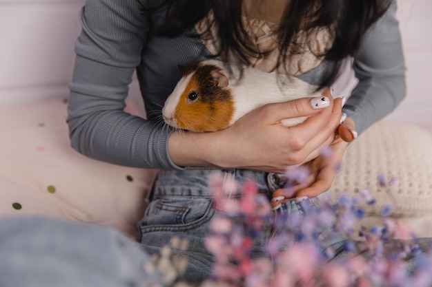 Cute guinea pig in the girl's arms child and animal concept