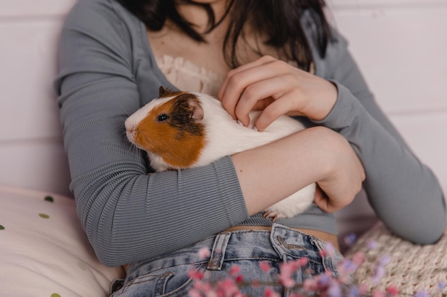 Cute guinea pig in the girl's arms child and animal concept