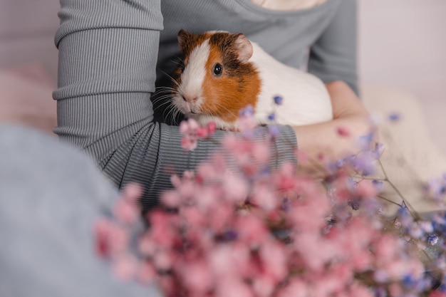 写真 女の子の腕の子供と動物のコンセプトでかわいいモルモット