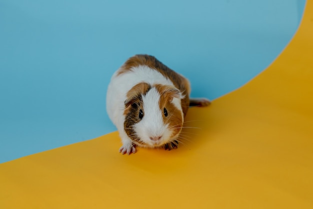 cute guinea pig Premium photo