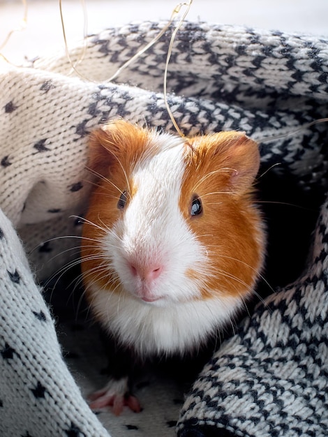 Cute guinea pig