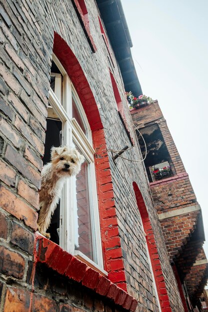 Photo cute hairy dog sticking out of the window in brick tenant house in nikiszowiec katowice poland