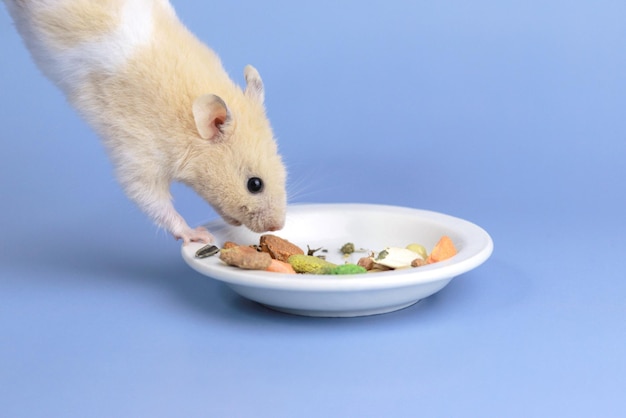 A cute hamster in the air hangs down to a plate of food a pet\
rodent eats food space for text