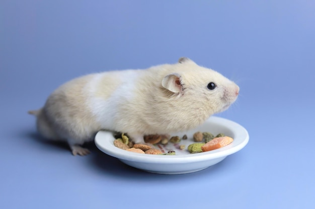Cute hamster eats natural food on a blue background space to
copy