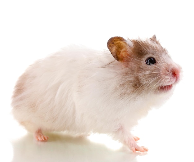 Cute hamster isolated white