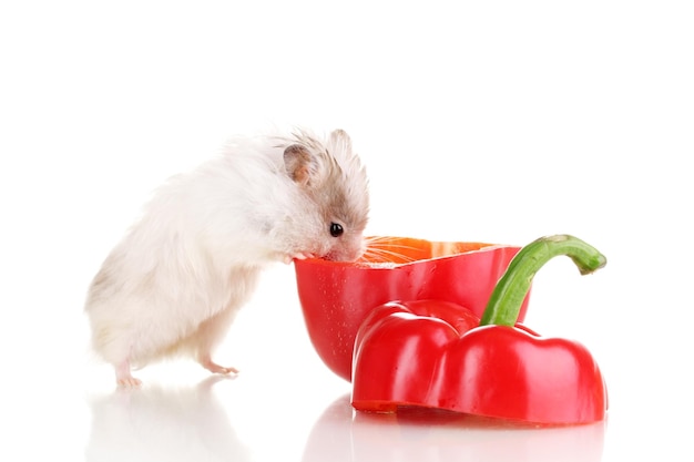 Cute hamster and pepper salad isolated white