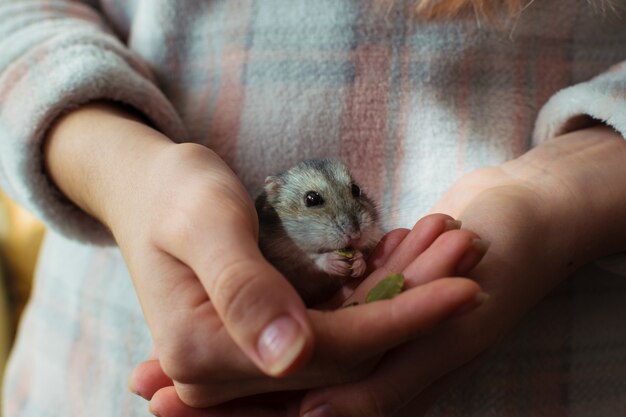 Foto animale domestico sveglio del criceto che mangia sulla mano di un proprietario.